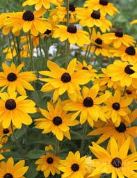 Black Eyed Susan Rudbeckia Black Eyed Susan Black Eyed Susan Flower Sun Perennials