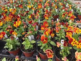We did not find results for: Mayflower Greenhouse Home Facebook