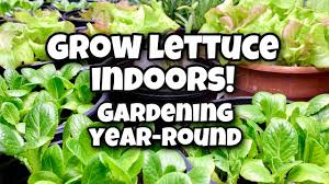 Use tepid water rather than cold water. How To Grow Lettuce Indoors Gardening Year Round Youtube