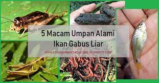 5 Macam Umpan Alami Ikan Gabus Liar Yang Tentunya Sangat Disukai Ikan Gabus Dan Bisa Dijadikan Umpan Alternatif Paling Jitu Dan Ampuh Gabus Ikan Alam