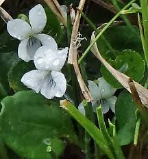 Image result for Rotheca violacea
