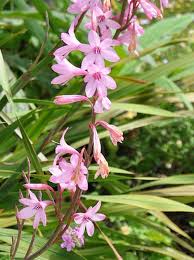 Image result for Watsonia borbonica