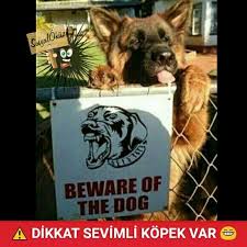 Hayat Sevince Paylasinca Guzel Sosyalokuz Okuz Caps Insan Takipci Yeni Komik Begeni Takip Resim Resimler Mizah Takipci Hayat Komik Mizah Tirlar