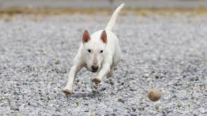 It has a stainless steel edge that reaches from the topcoat through the undercoat. 14 Small White Dog Breeds Fluffy Little White Dogs