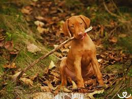 Image result for maďarský ohař drátosrstý