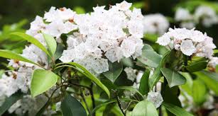 The cleveland pear tree is hardy and can. Pennsylvania State Flower The Mountain Laurel Proflowers Blog