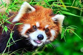 17 Reasons Red Pandas Are The Cutest Creatures In The Galaxy Red Panda Cute Animals Panda Facts