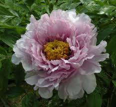 Keep the space of each seed at about 3 to 4 inches apart. Starting Peonies From Seed Growing Peonies Tree Peonies Peonies For Sale