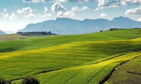 Cons tree plantations use monoculture for business monoculture: Intensive Monoculture Is Putting Water Systems In Peril