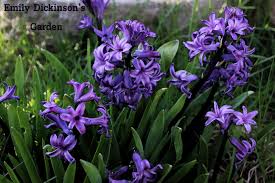 Image result for hyacinth