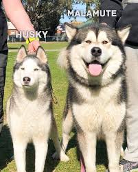 Feel free to browse hundreds of active classified puppy for sale listings, from dog breeders in pa and the surrounding areas. Alaskan Malamute Dog Malamute Dog Malamute Husky Husky Puppy