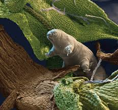 The biggest adults reach a body length of only around 1.5 mm, while the smallest is less than 0.1 mm. Tardigrades American Scientist