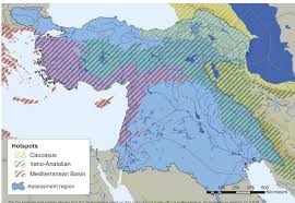 Image result for Pycreus fluminalis