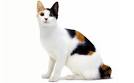 List of cat breeds - Wikipedia