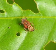 Image result for Oxyrhachis