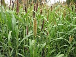 Image result for Cenchrus americanus