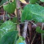 Image result for Commelina bracteosa