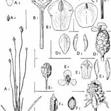 Image result for Xyris parvula