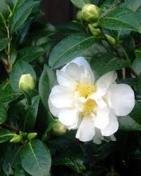 Pin On Gardening Camellias Tea