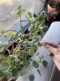 Image result for Streptocarpus eylesii