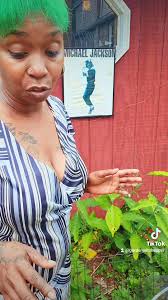 This isn't my first time hosting monarchs, but this is my first time  attempting to help them ensure their success. I will make an update as soon  as they form their chrysalis. 🥰👩🏾‍🌾🐛🦋, #monarch ...