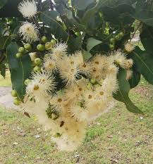 Image result for Eucalyptus torelliana