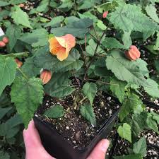 Image result for Abutilon