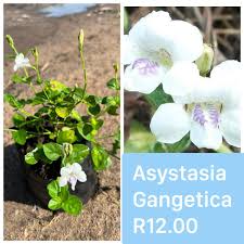Image result for Asystasia