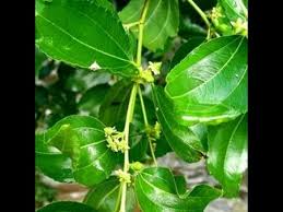 Khasiat daun bidara telah dikenal luas, mulai dari mempercepat penyembuhan luka, menyehatkan sistem pencernaan hingga ampuh menurunkan kolesterol. Khasiat Pohon Dan Daun Bidara Youtube