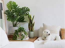 Check spelling or type a new query. 12 Best Places To Buy Fake Plants Online In 2021