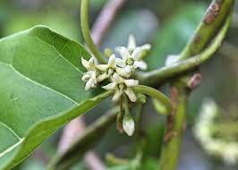 Image result for Marsdenia