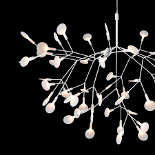 Image result for Heracleum