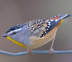 Pin Von Daria Galimova Auf Vogel Australische Vogel Bunte Vogel Vogel Im Garten