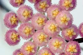 Hoya Rebecca Hoya Rebecca Rebecca Hoya Lacunosa