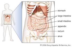 Rib cage pain is a very common health condition that can occur due to multiple factors. Intestines Kids Britannica Kids Homework Help