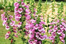 Flowers tend to be a range of purplish pinks and whites and have small freckles on their inside, there are also varieties with apricot, yellow and even green blooms. Foxglove Flowers How To Grow Foxgloves