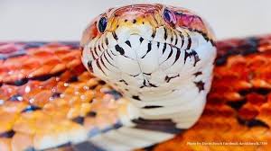Перевод слова snake, американское и британское произношение, транскрипция, словосочетания, однокоренные слова, примеры использования. Snake Snap