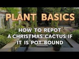 Wait until the top 1/4 to 1/2 of the soil dries. How To Repot A Christmas Cactus If It Is Pot Bound Youtube