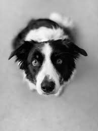 Pin By Marcela Gracia Fino Mariani On Border Collie Amore Mio White Border Collie Collie Dogs