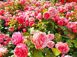 Fact sheet spring 2015 home fruit spray schedule alan t. Your Guide To Spraying Roses Markel Gardens Jersey