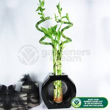 Create your own lucky bamboo arrangement or add more. 40cm Lucky Bamboo 3 Spiral Stems Plants From Gardeners Dream Uk