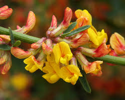 Image result for Enneapogon scoparius