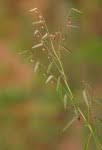 Image result for Phyllanthus pentandrus