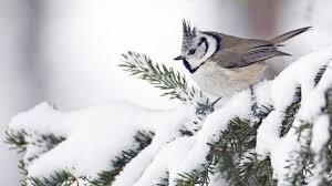 August 2017 · aktualisiert 16. Vogel Im Schnee Google Suche Ausgestopftes Tier Hintergrundbilder Winter Hintergrund Vogel