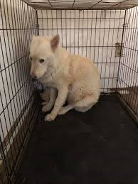 Pin By Dava White On Animal Rescue Animal Welfare Quote Pet Adoption Dogs