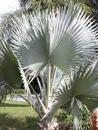 Perhaps most notably, the remarkable bismarck palm evolved as native to a small, isolated part of the world. Xl Madagascar Blue Bismarck Palm Tree Bismarckia Nobilis Arvores Para Jardim Projeto Paisagistico Para O Quintal Ideias De Jardinagem