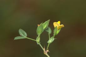 Image result for Zornia pratensis