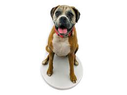 My3dtwin 3d Printed Pet Figurines Your Way To Remember Furry Friend