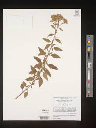 Image result for Sida ovata