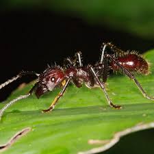 Image result for Cola clavata